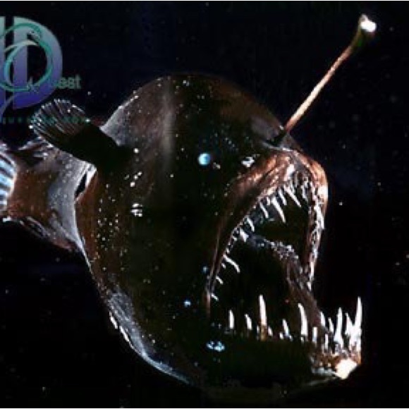 Wildlife Artists Inc. Toys Anglerfish Plush By Wildlife Artists